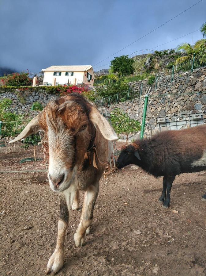 Villa Quinta Terezinha Ribeira Brava Exterior foto